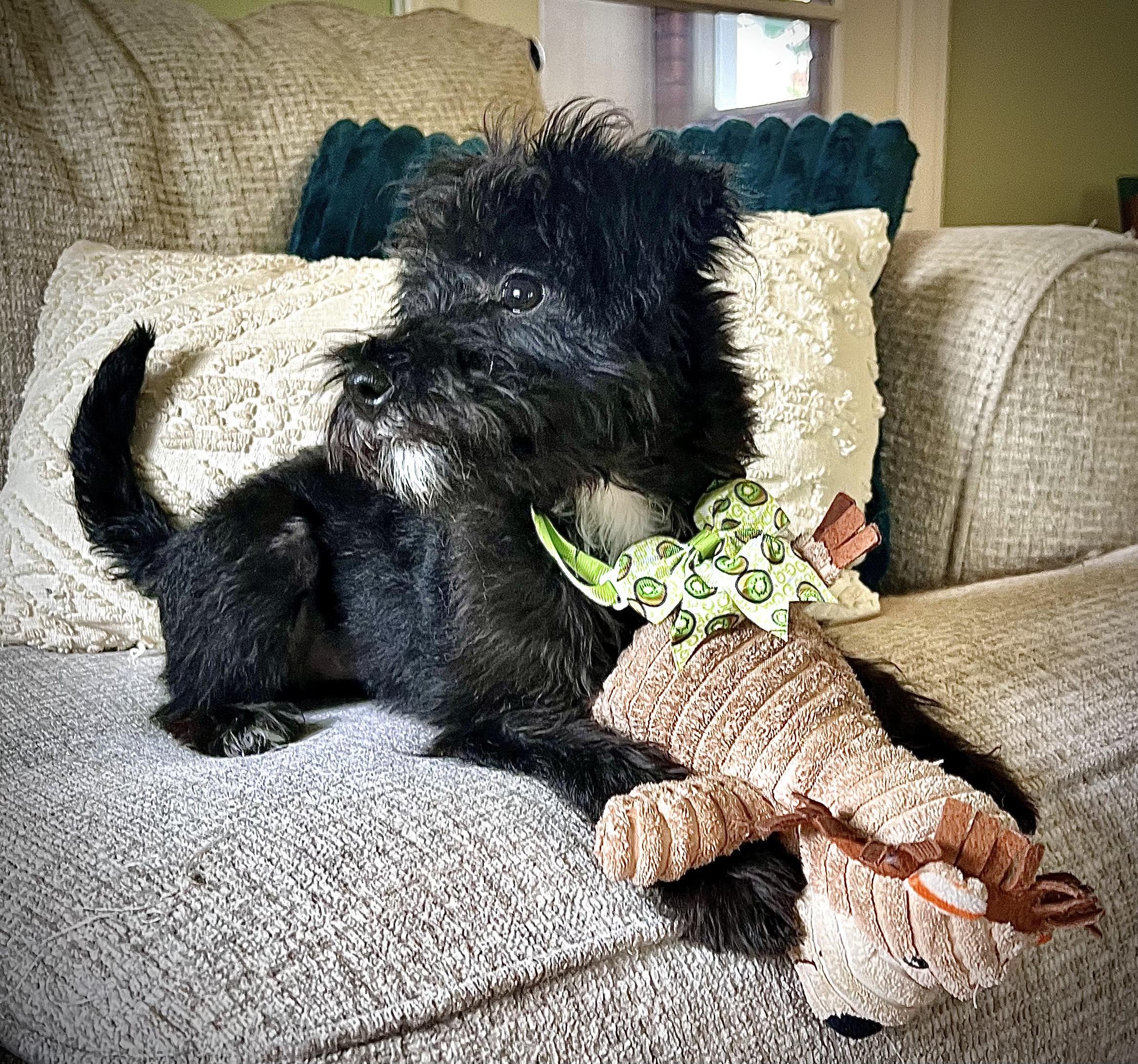 Enlarge LUNA, a Adopted mixed breed in Barium Springs, NC image 2/5