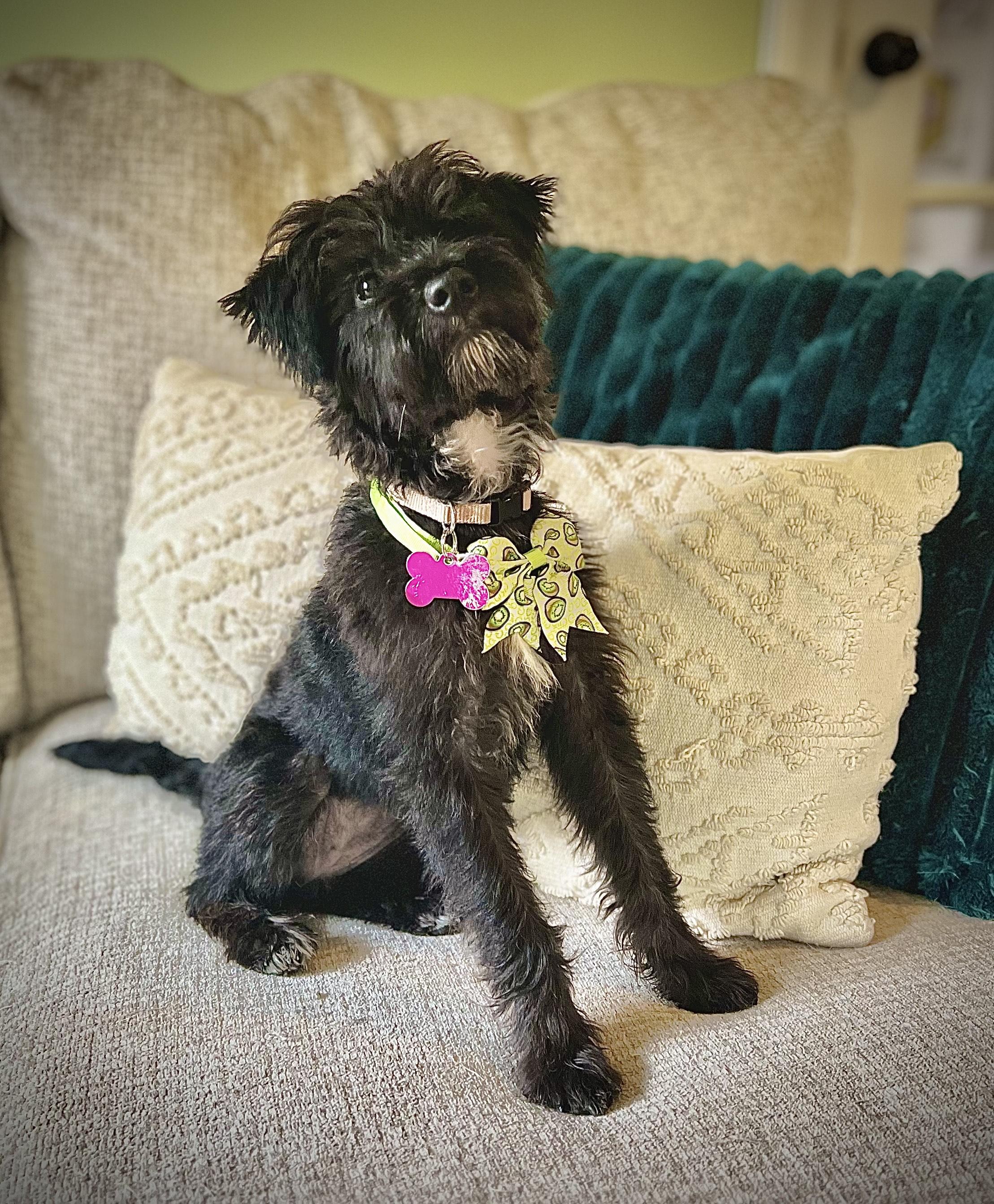 LUNA, Adopted, Puppy Female Miniature Schnauzer & Poodle.