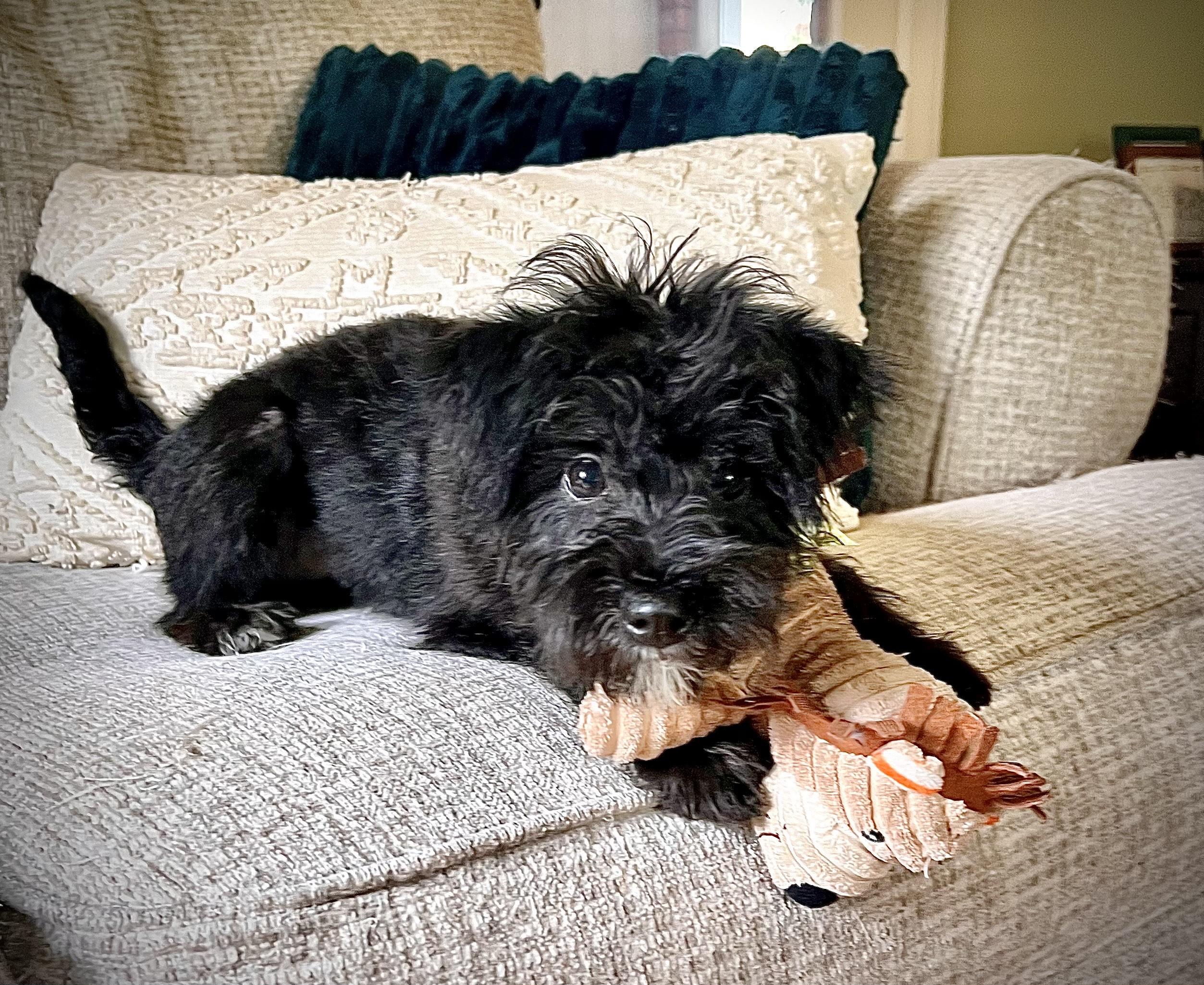 Enlarge LUNA, a Adopted mixed breed in Barium Springs, NC image 3/5