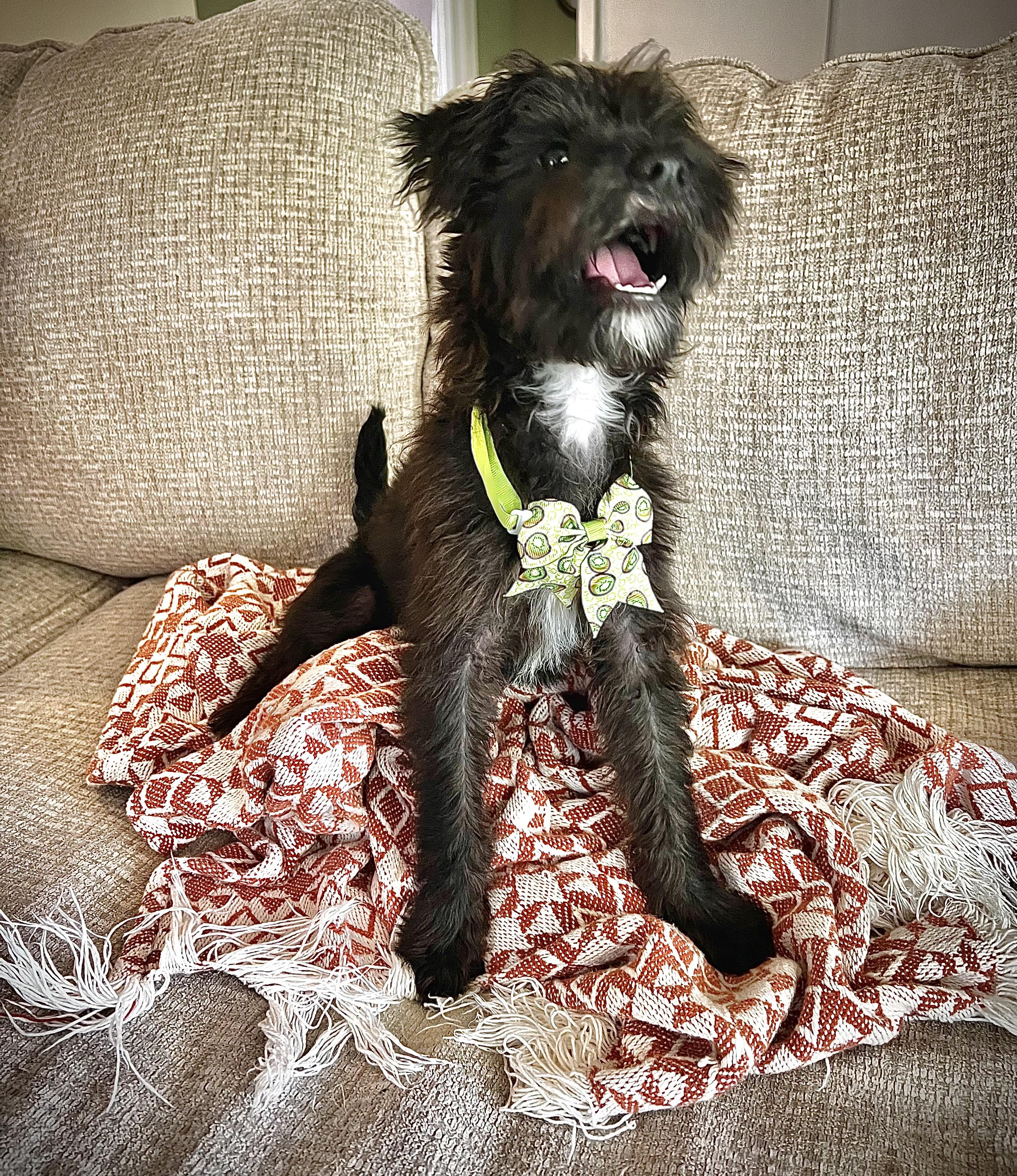 Enlarge LUNA, a Adopted mixed breed in Barium Springs, NC image 4/5