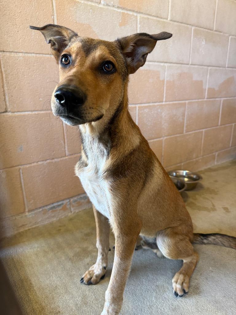 Enlarge Bourbon, a Adoptable Hound in New Braunfels, TX image 1/6