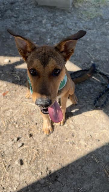 Enlarge Bourbon, a Adoptable Hound in New Braunfels, TX image 2/6