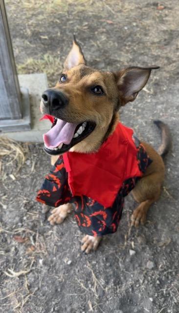 Enlarge Bourbon, a Adoptable Hound in New Braunfels, TX image 3/6