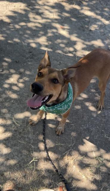 Enlarge Bourbon, a Adoptable Hound in New Braunfels, TX image 4/6