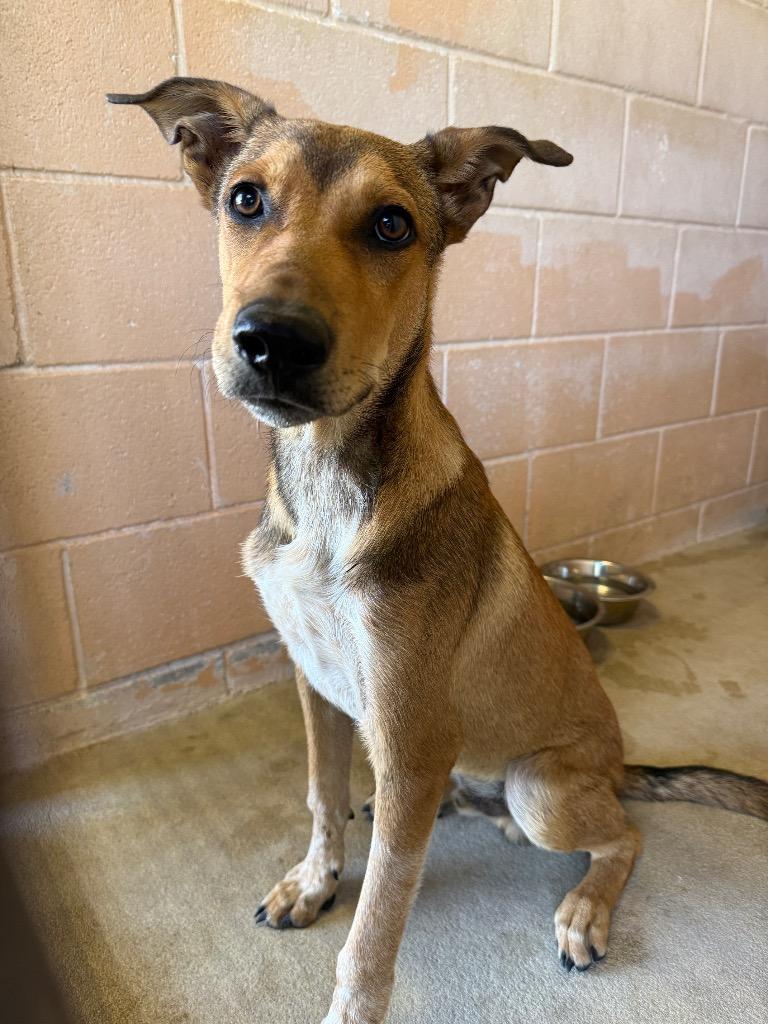 Enlarge Bourbon, a Adoptable Hound in New Braunfels, TX image 5/6