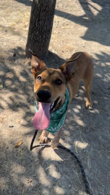 Enlarge Bourbon, a Adoptable Hound in New Braunfels, TX image 6/6