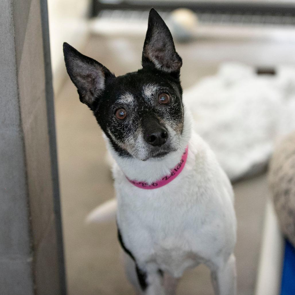 Zelda (MR26-298), Adoptable, Senior Female Fox Terrier.