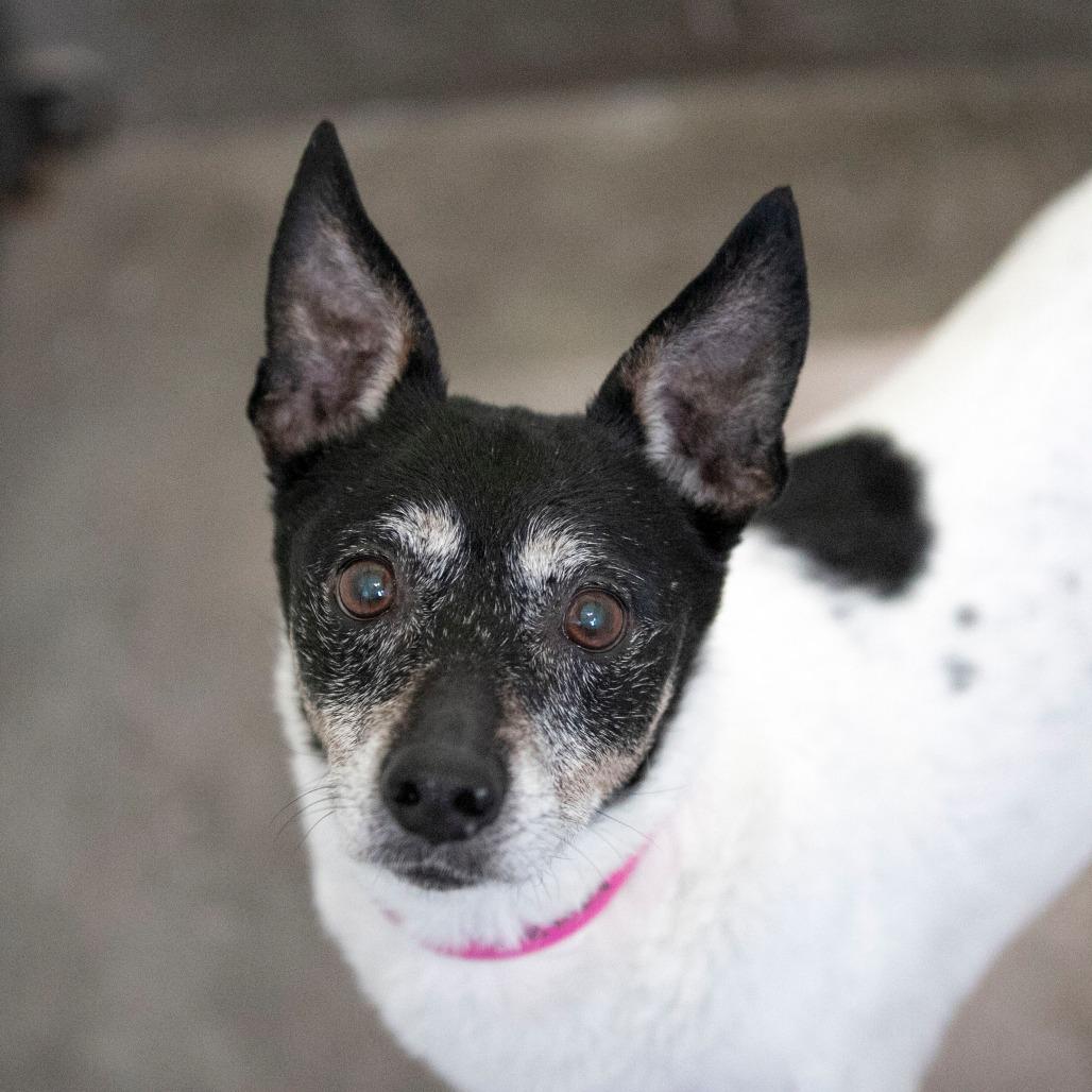 Zelda (MR26-298), a Adoptable Fox Terrier in Peyton, CO image 2/6
