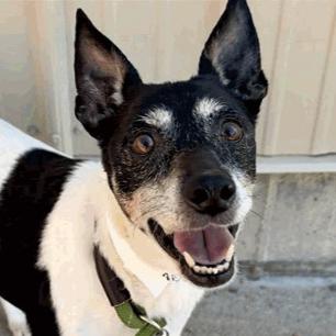 Zelda (MR26-298), a Adoptable Fox Terrier in Peyton, CO image 3/6
