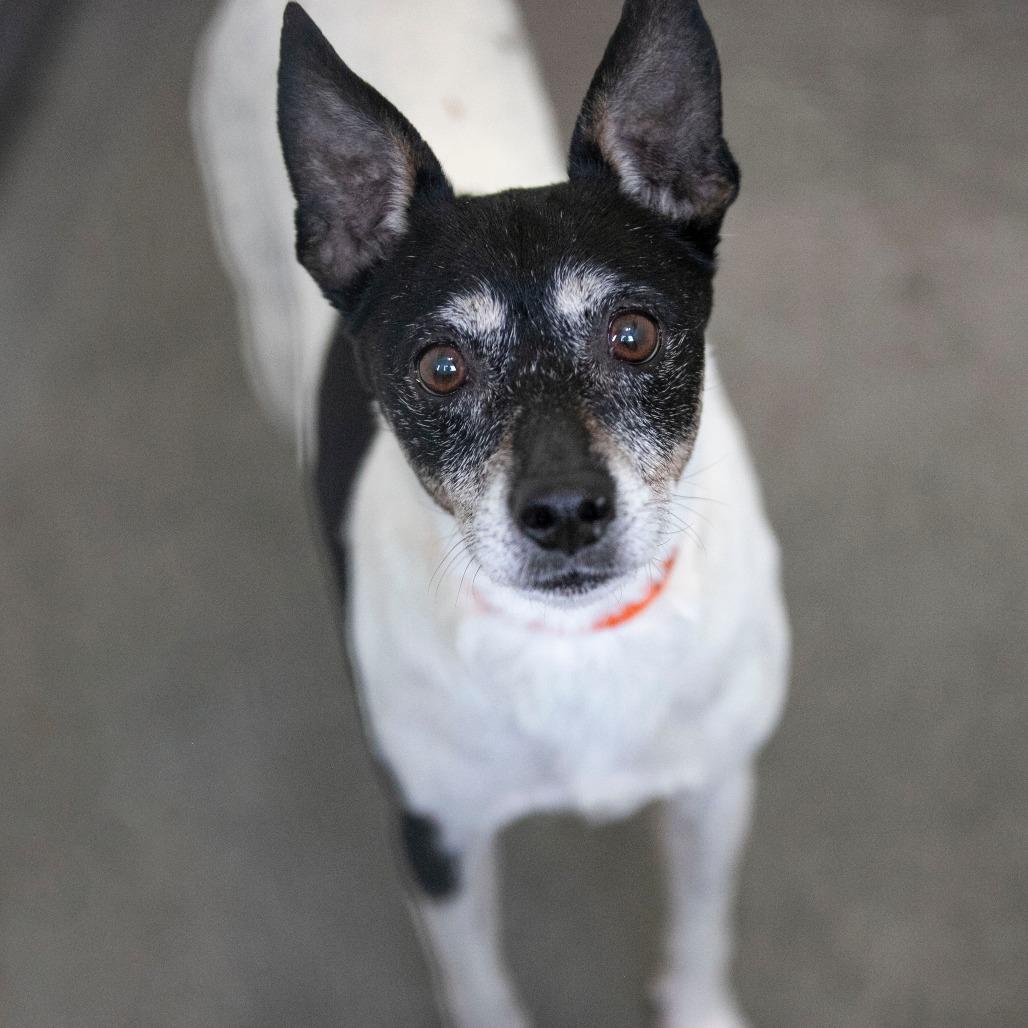 Zelda (MR26-298), a Adoptable Fox Terrier in Peyton, CO image 4/6