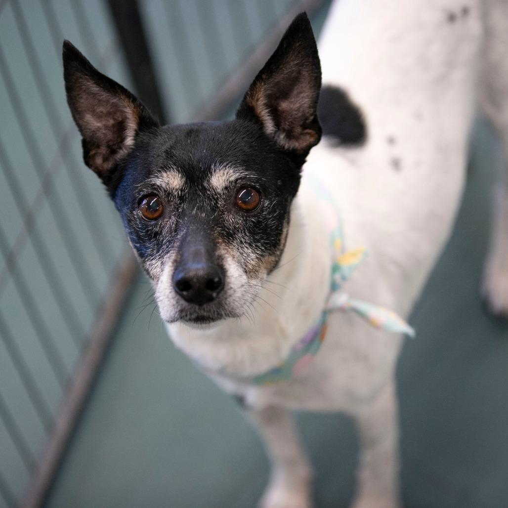 Zelda (MR26-298), a Adoptable Fox Terrier in Peyton, CO image 5/6