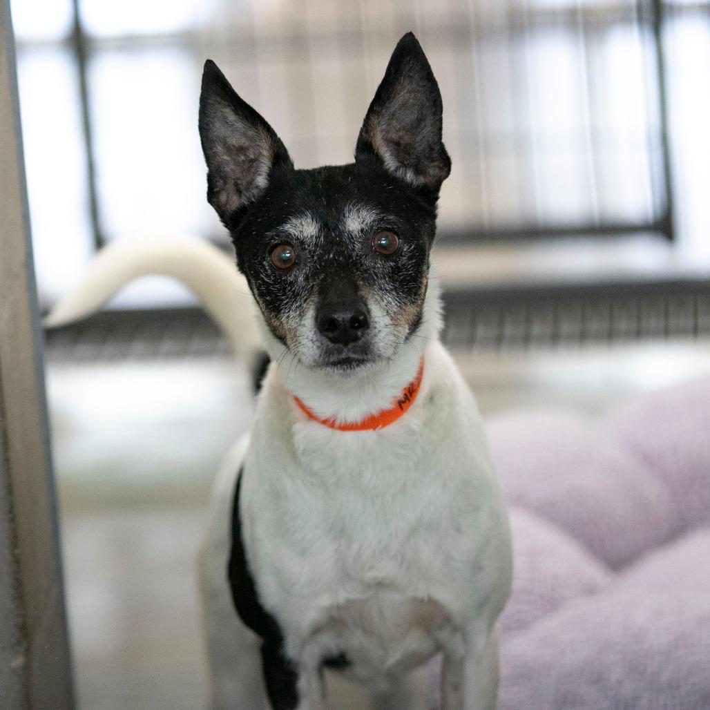 Zelda (MR26-298), a Adoptable Fox Terrier in Peyton, CO image 6/6