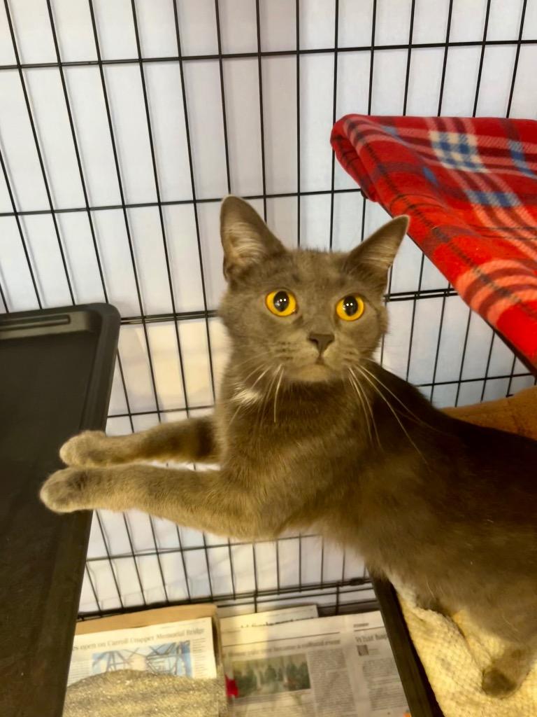 Enlarge Postcard, a Adoptable mixed breed in Cincinnati, OH image 1/5