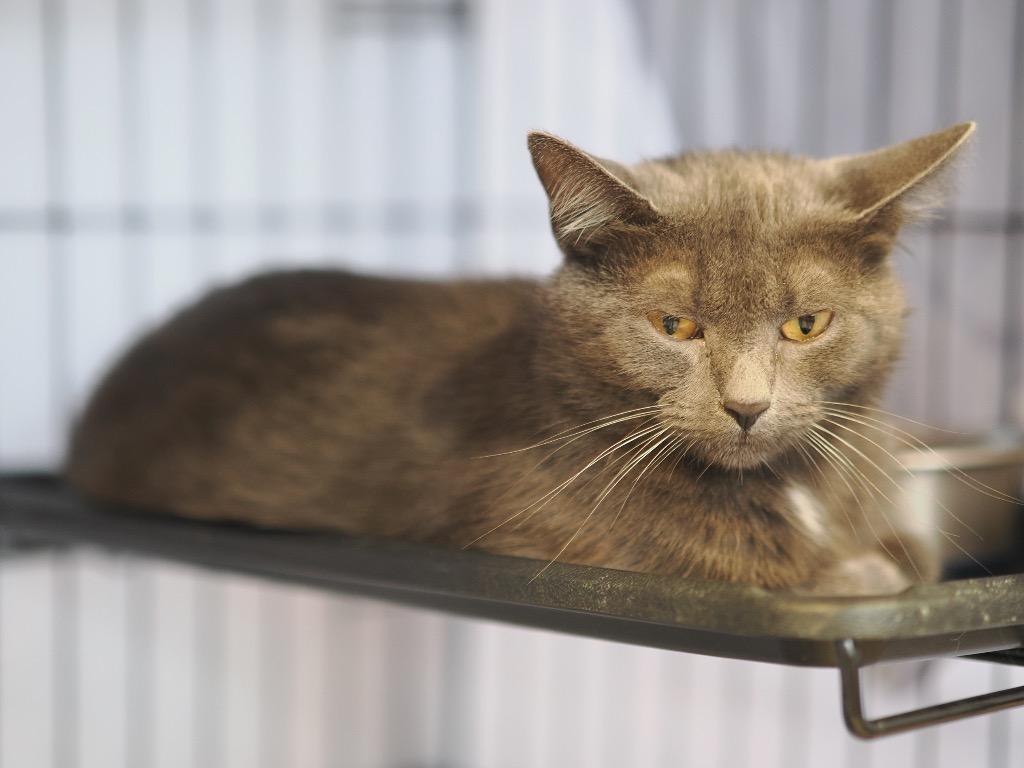 Enlarge Postcard, a Adoptable mixed breed in Cincinnati, OH image 2/5