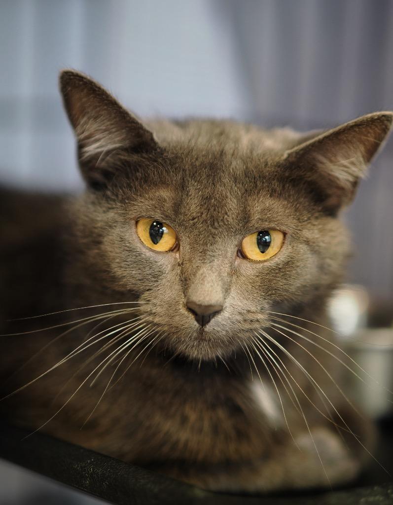Enlarge Postcard, a Adoptable mixed breed in Cincinnati, OH image 3/5
