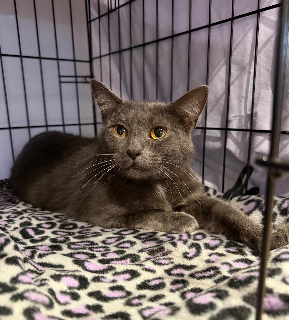 Enlarge Postcard, a Adoptable mixed breed in Cincinnati, OH image 4/5