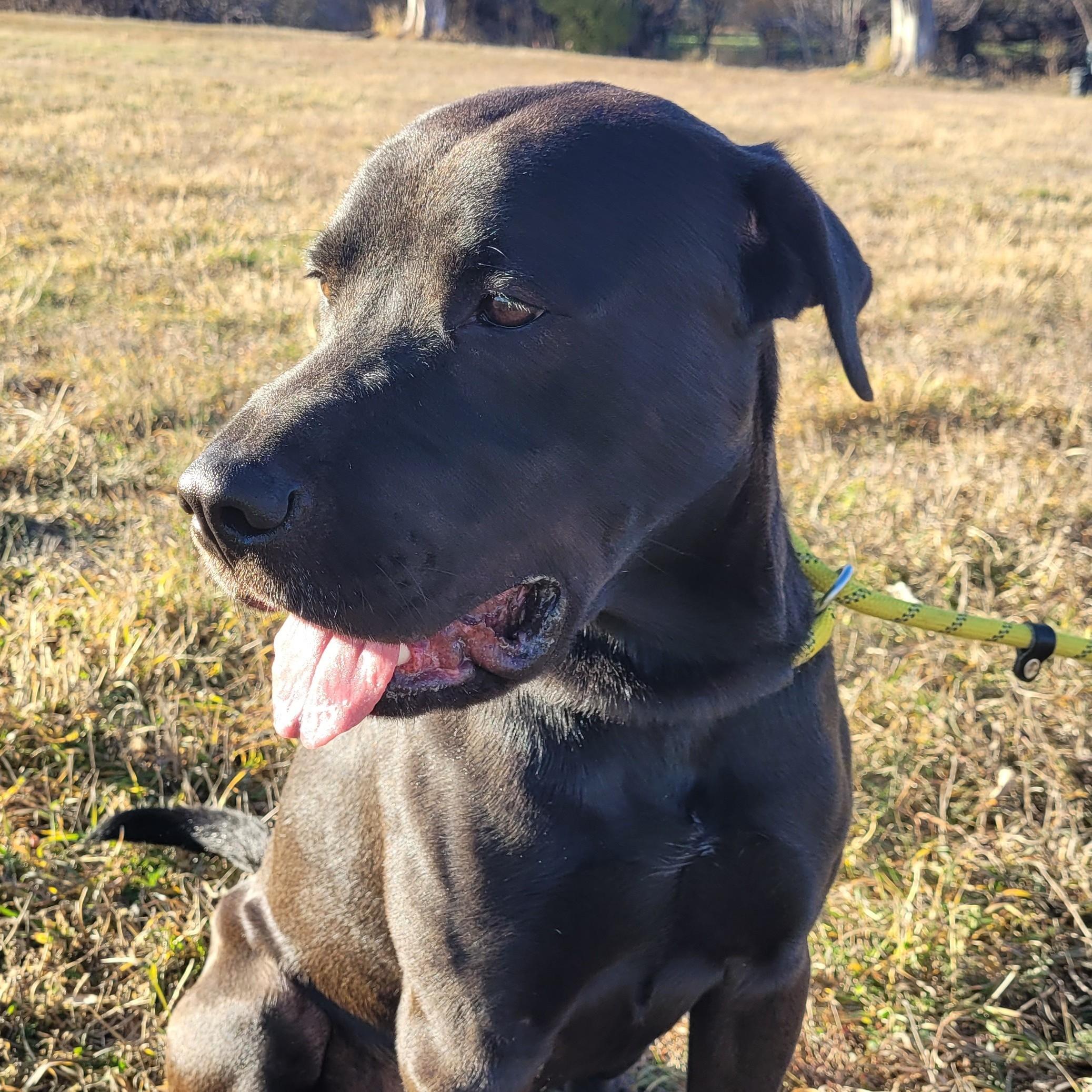 Bruce Billy Wayne, a Adoptable mixed breed in Rapid City, SD image 2/5