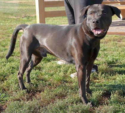 Bruce Billy Wayne, a Adoptable mixed breed in Rapid City, SD image 3/5