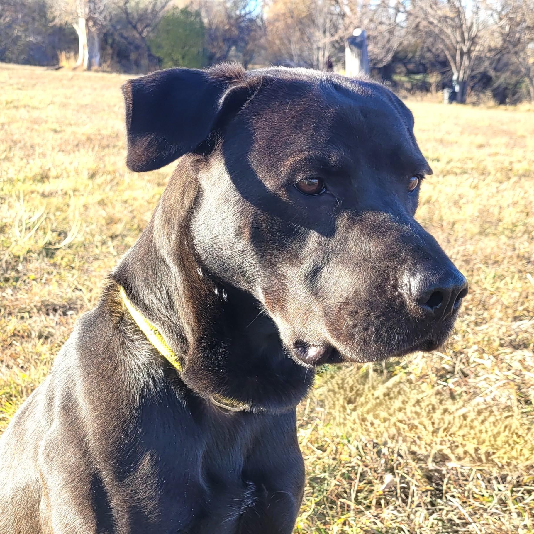 Bruce Billy Wayne, a Adoptable mixed breed in Rapid City, SD image 1/5