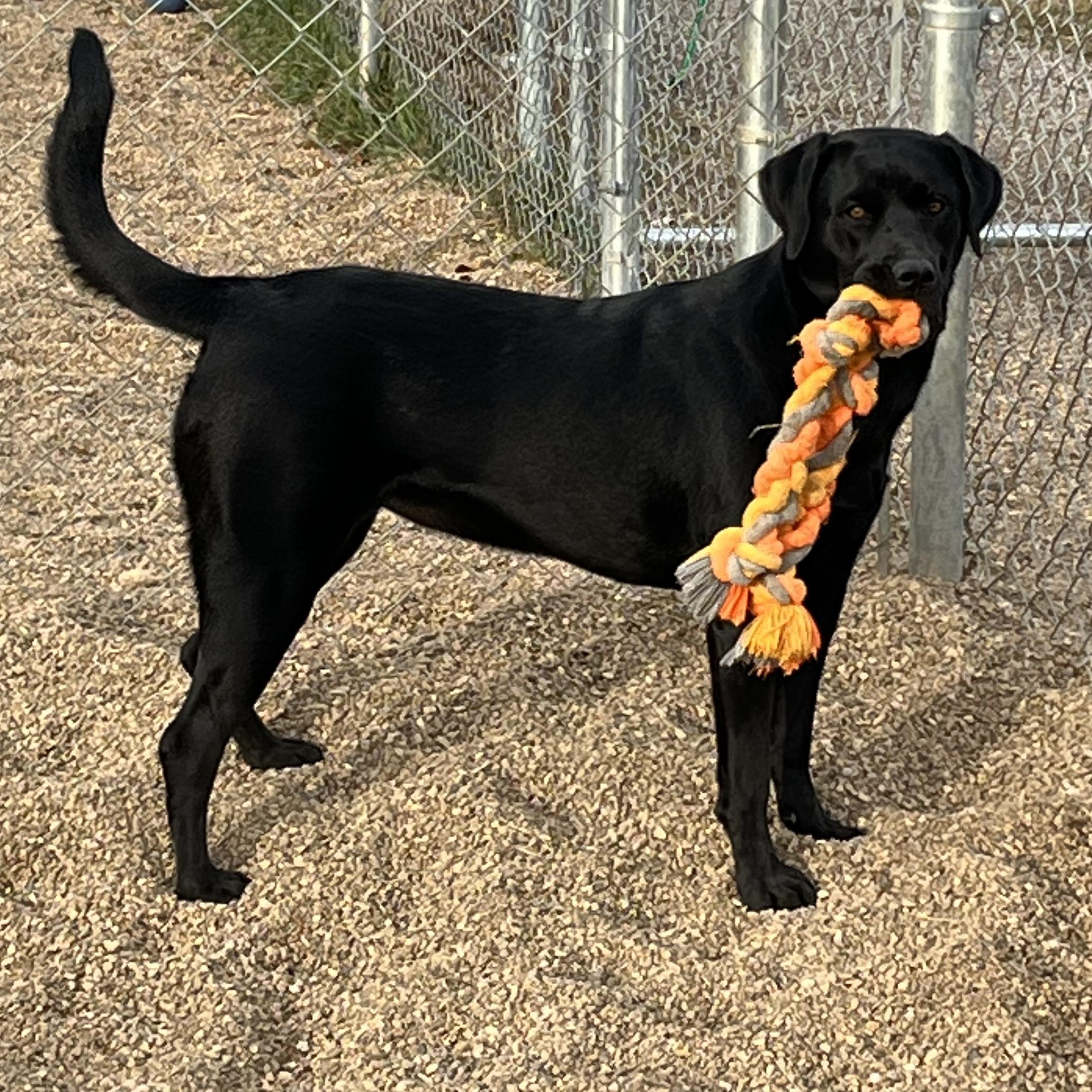 Enlarge Bruce Billy Wayne, an adopted mixed breed in Rapid City, SD image 2/6