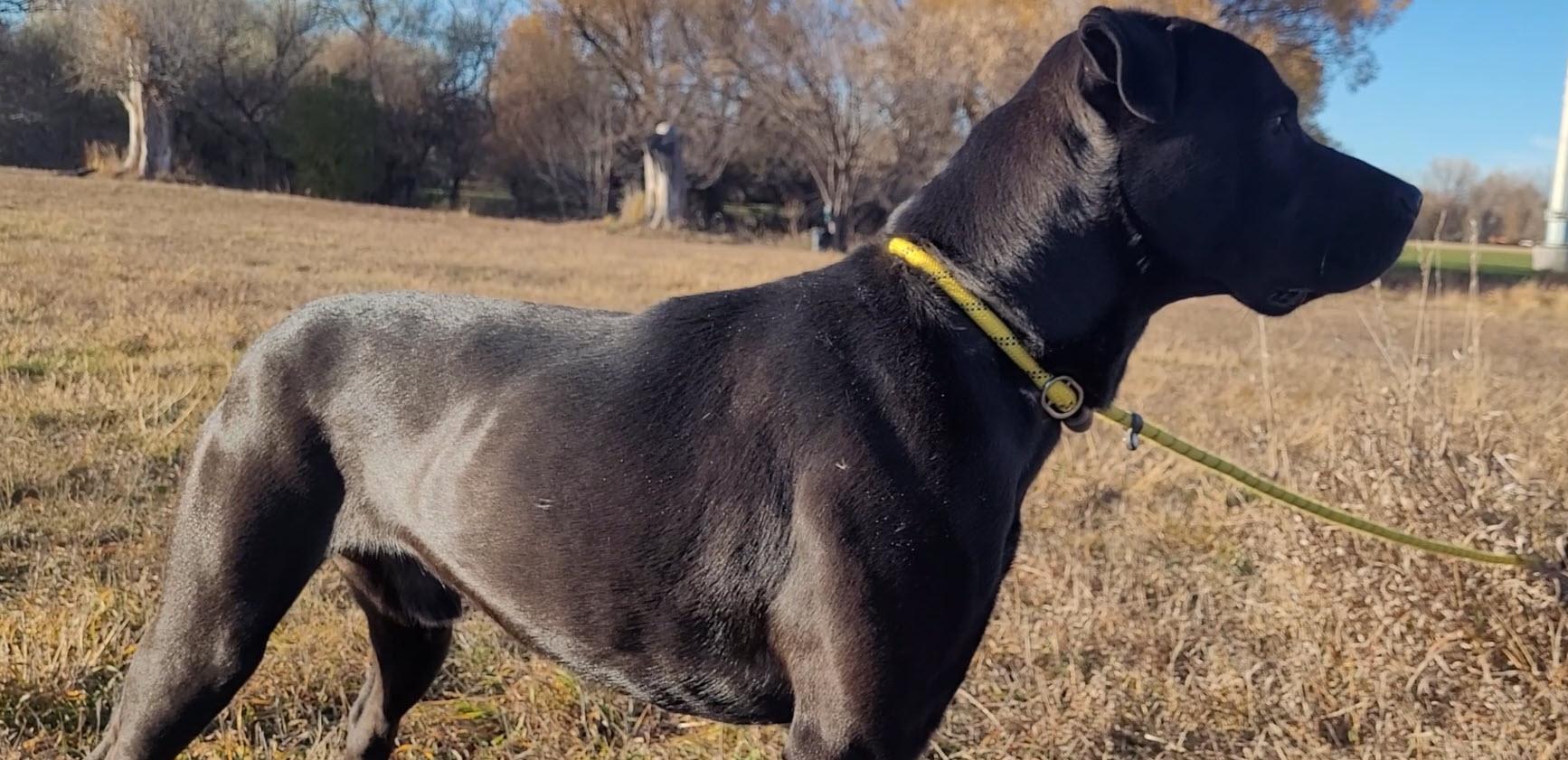 Bruce Billy Wayne, a Adoptable mixed breed in Rapid City, SD image 4/5