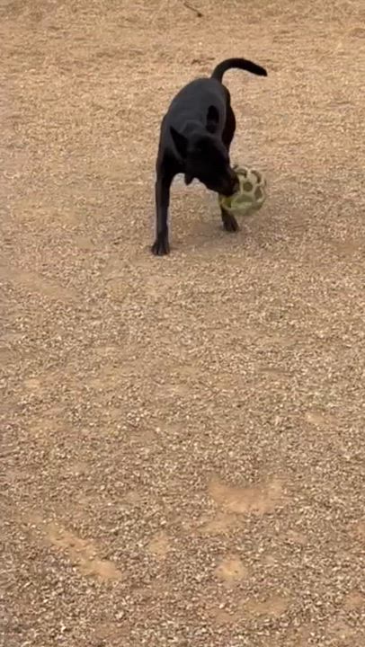 Enlarge Bruce Billy Wayne, a Adoptable mixed breed in Rapid City, SD video 5/5