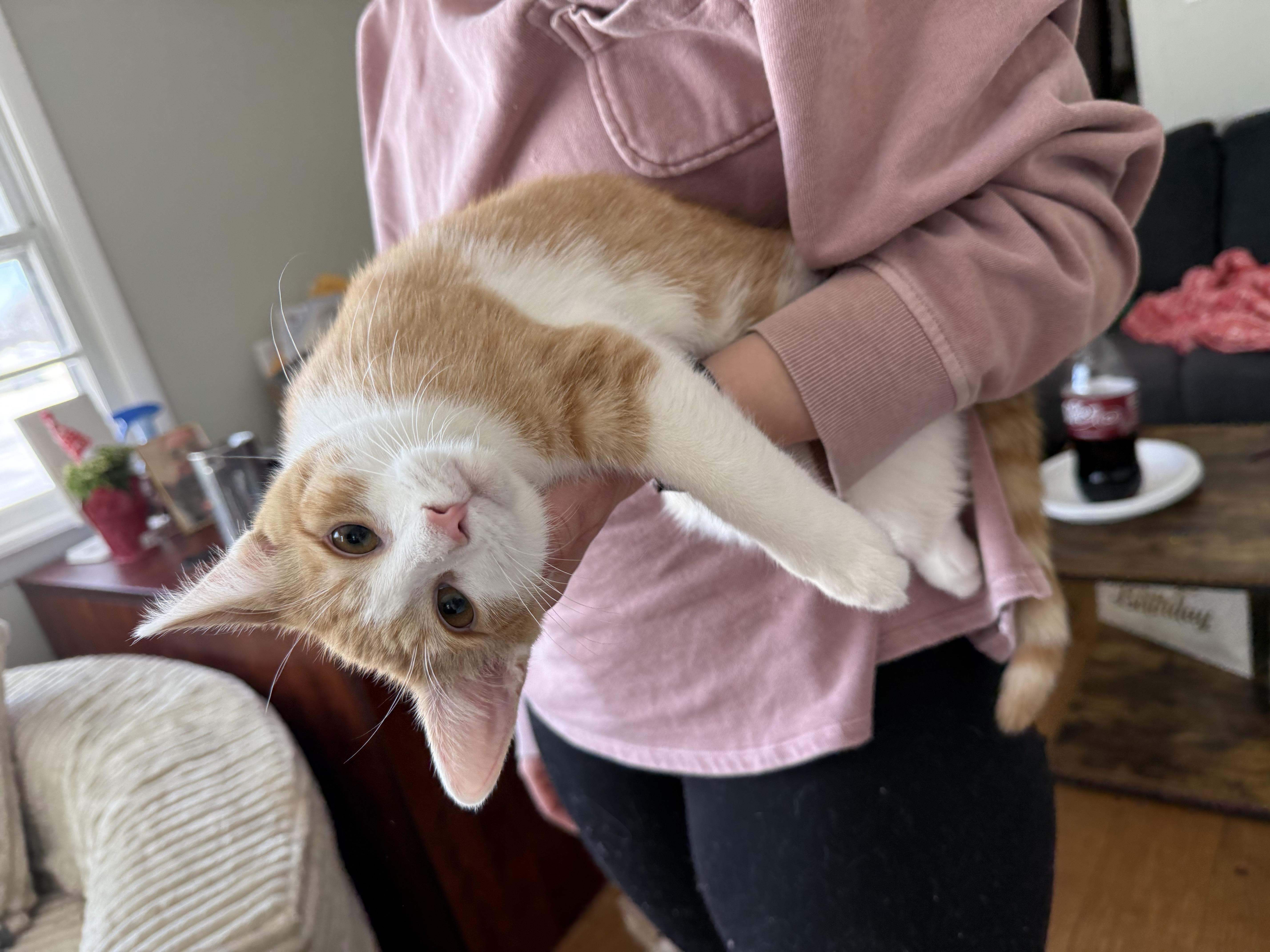Captain, ADOPTABLE, Young Male Domestic Short Hair.