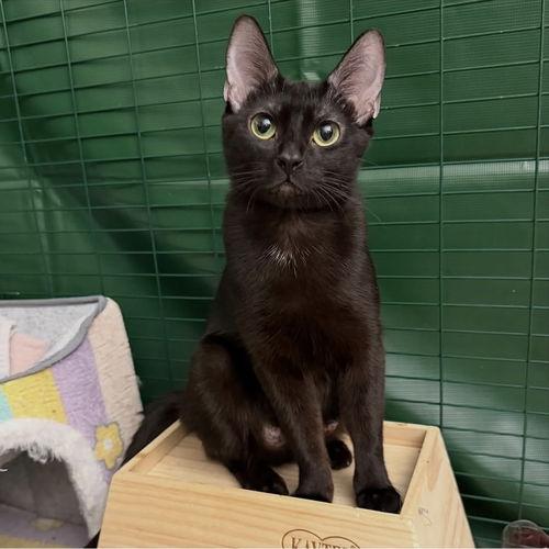 Peppermint Patty, ADOPTABLE, Adult Female Domestic Short Hair.