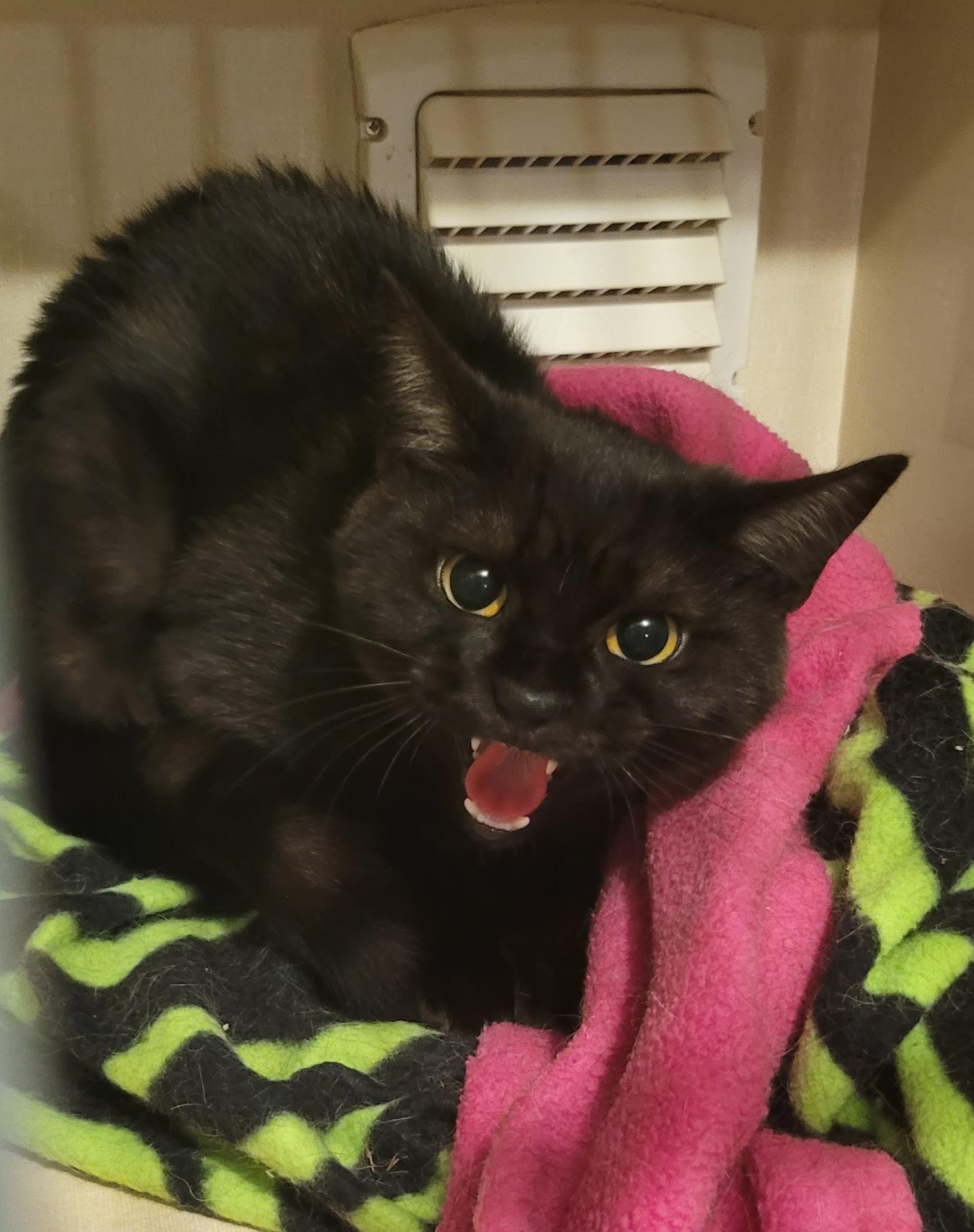 Ebony & Stripes, a Adoptable Domestic Short Hair in Vancouver, BC image 1/2