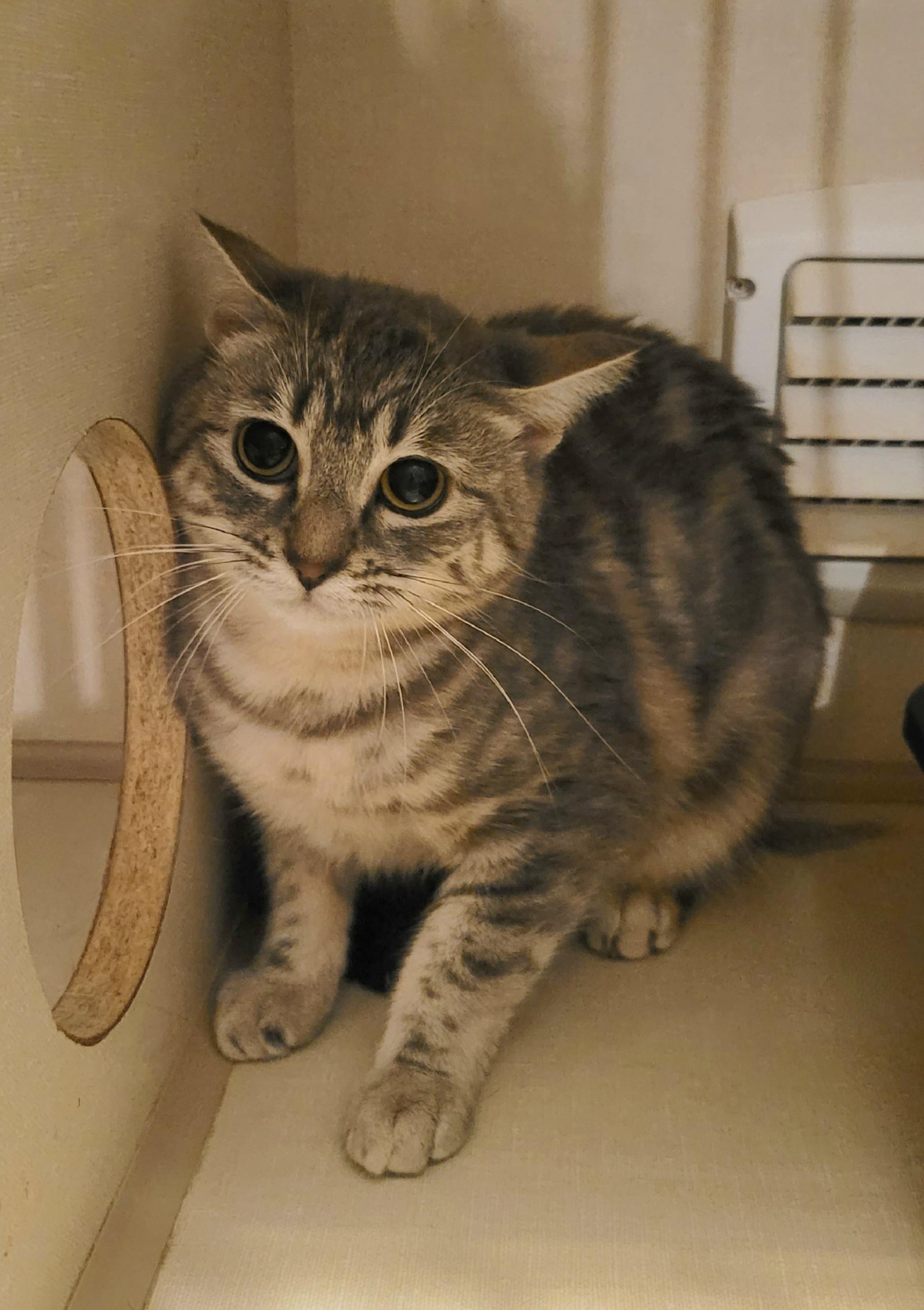 Ebony & Stripes, a Adoptable Domestic Short Hair in Vancouver, BC image 2/2