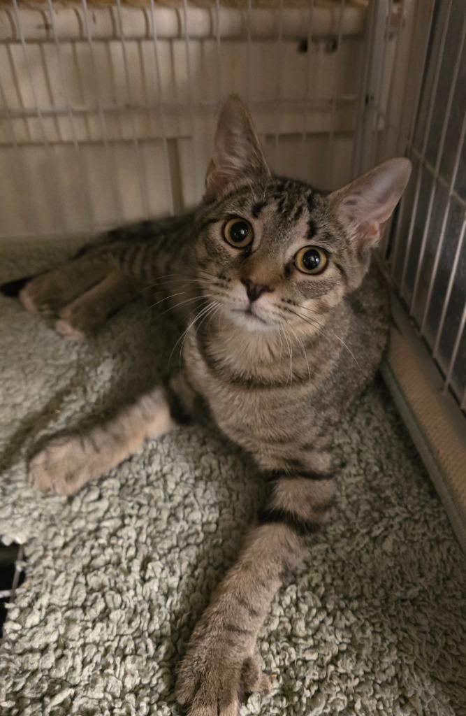 Porcini, Adoptable, Young Female Domestic Short Hair.