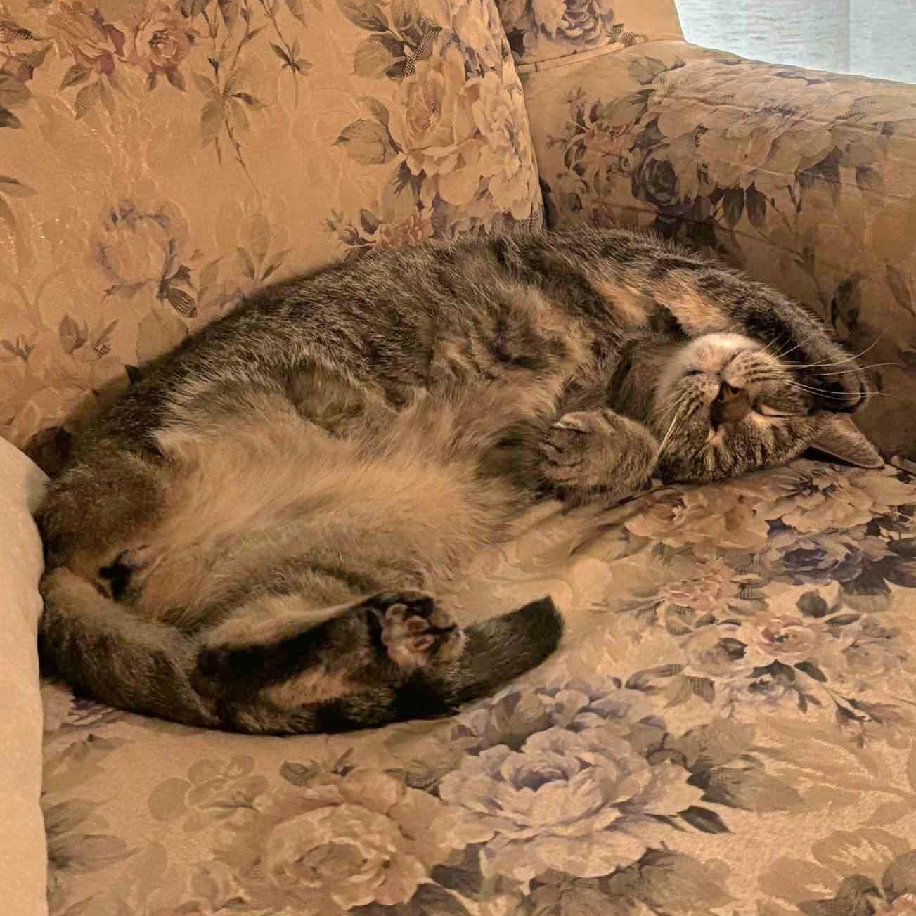 Clementine *Tripod Kitty*, Adoptable, Young Female Domestic Short Hair & Torbie.