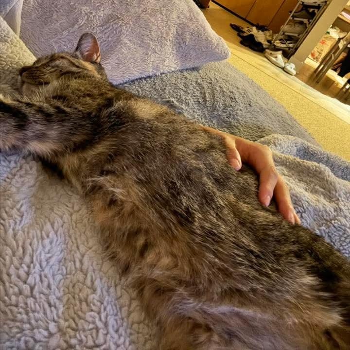 Clementine *Tripod Kitty*, a Adoptable mixed breed in Kentwood, MI image 4/6