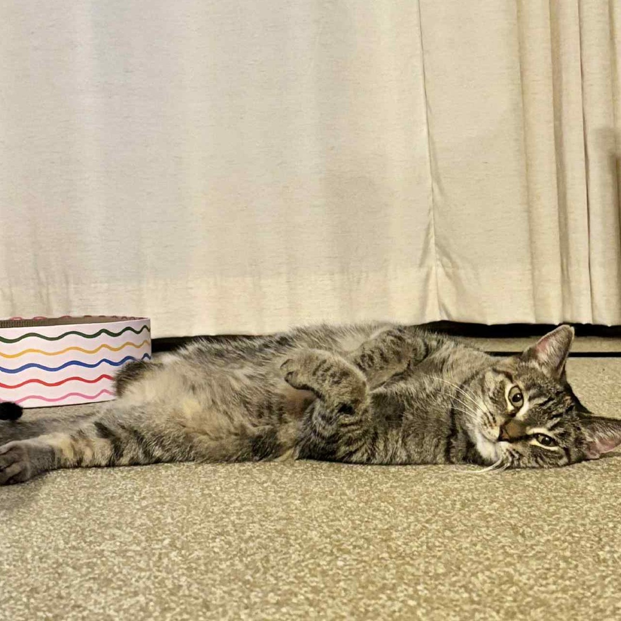 Clementine *Tripod Kitty*, Adoptable, Young Female Domestic Short Hair & Torbie.