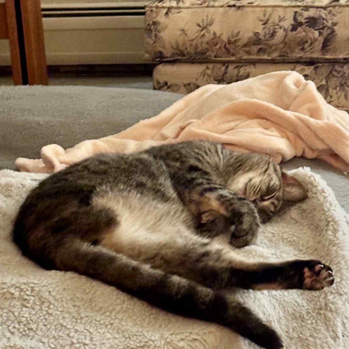 Clementine *Tripod Kitty*, a Adoptable mixed breed in Kentwood, MI image 5/6