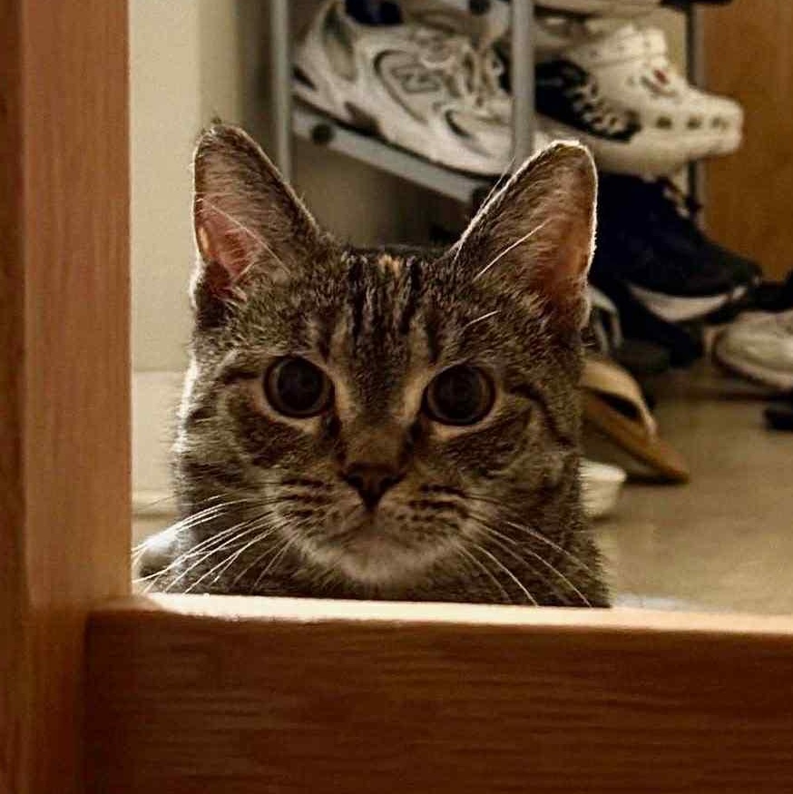 Clementine *Tripod Kitty*, Adoptable, Young Female Domestic Short Hair & Torbie.