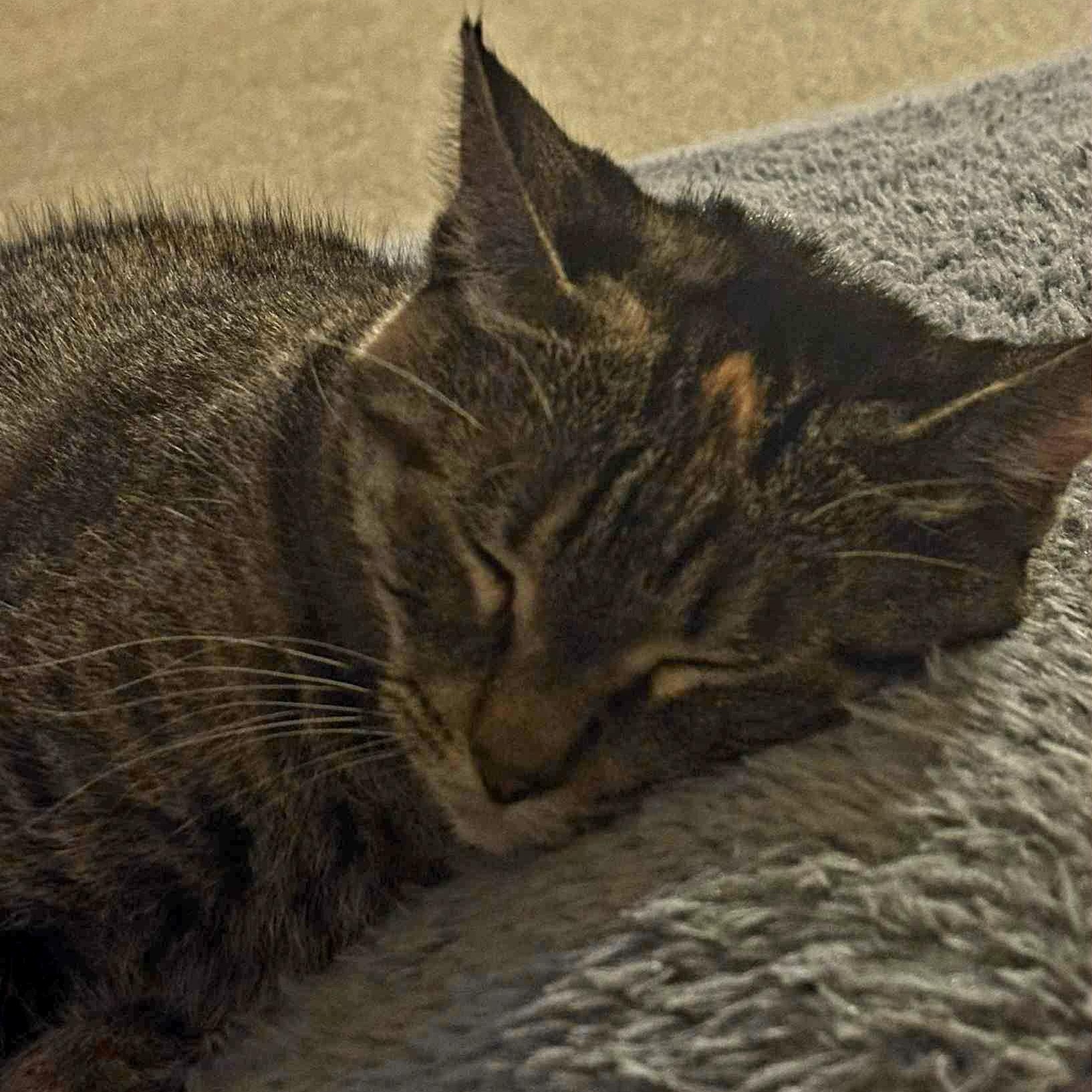 Clementine *Tripod Kitty*, a Adoptable mixed breed in Kentwood, MI image 6/6