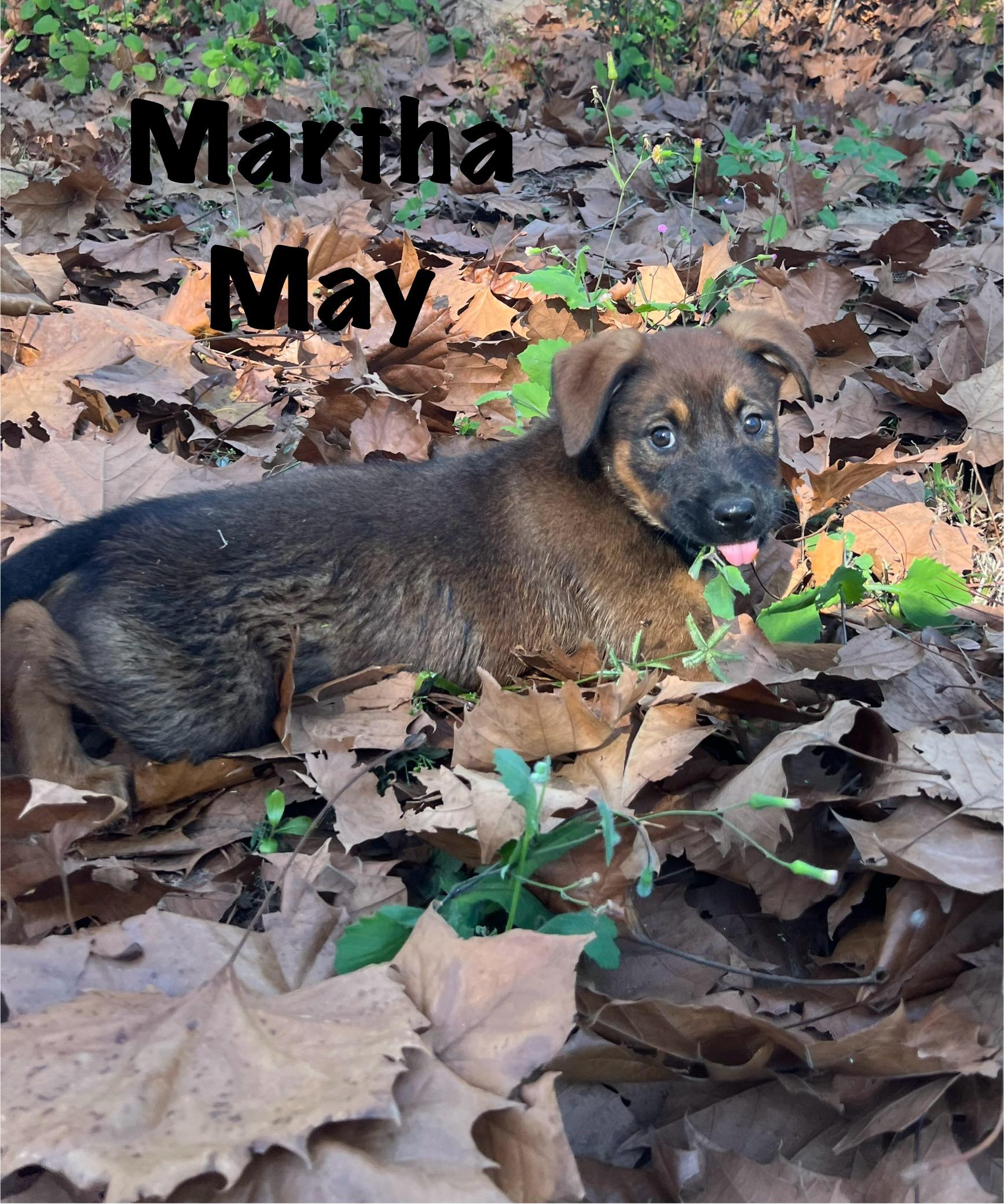 Enlarge Martha May, a ADOPTABLE mixed breed in Clermont, FL image 1/1