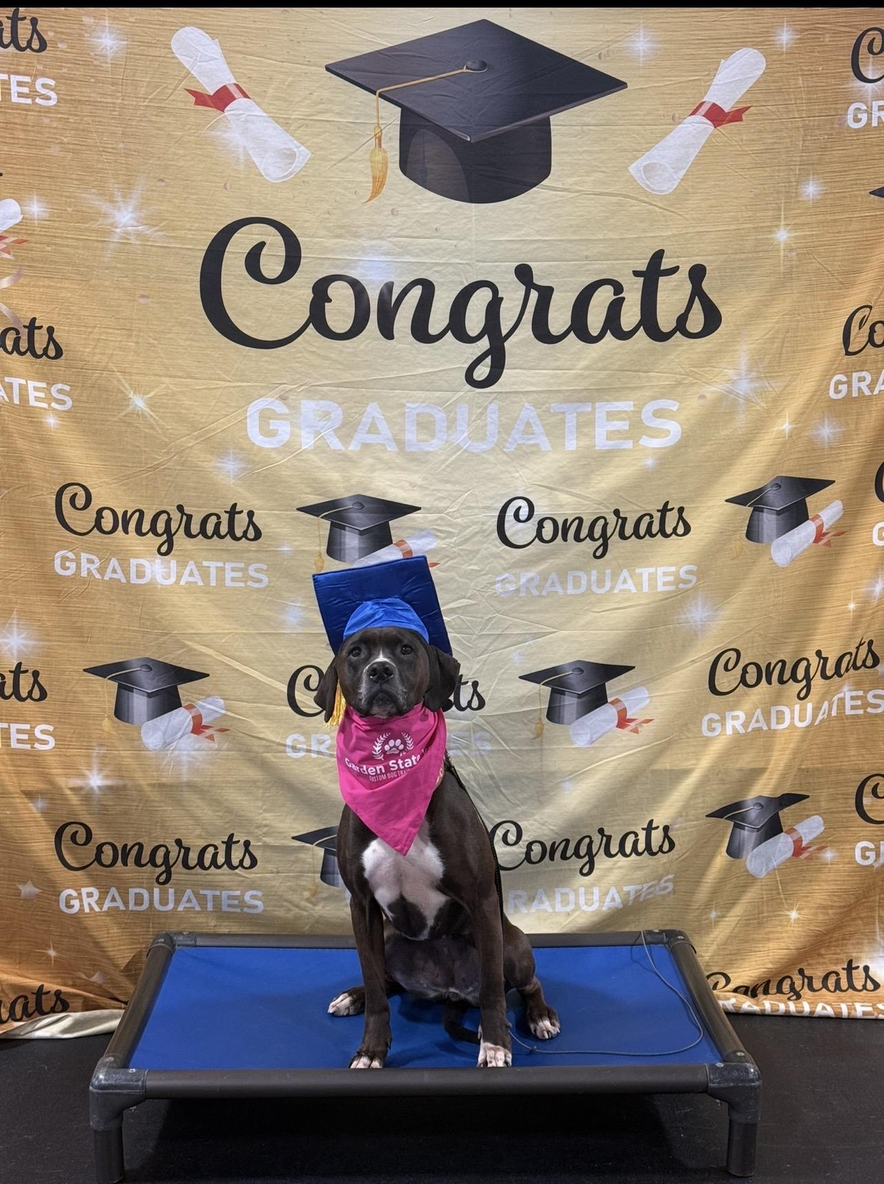 Enlarge Mina, a Adoptable mixed breed in Montville, NJ image 2/6