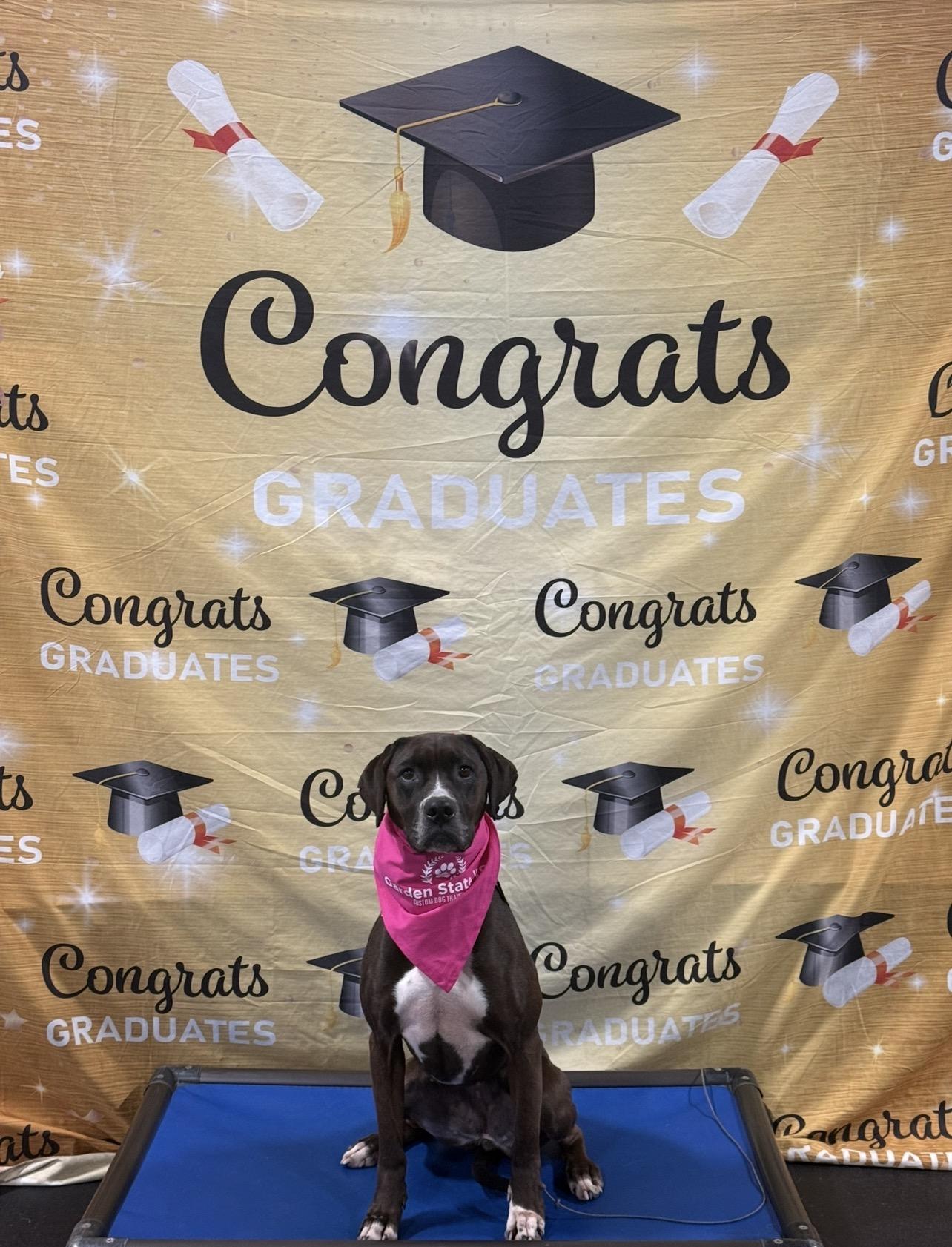 Enlarge Mina, a Adoptable mixed breed in Montville, NJ image 6/6