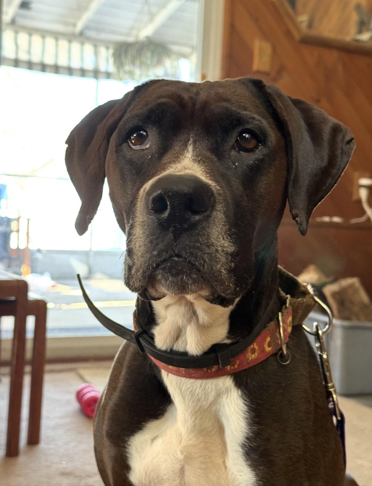 Mina, Adoptable, Adult Female German Shorthaired Pointer & Boxer.