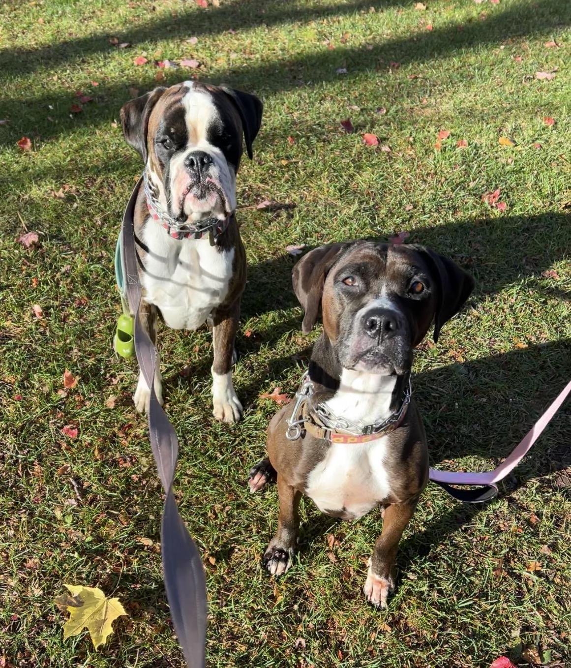 Enlarge Mina, a Adoptable mixed breed in Montville, NJ image 2/5