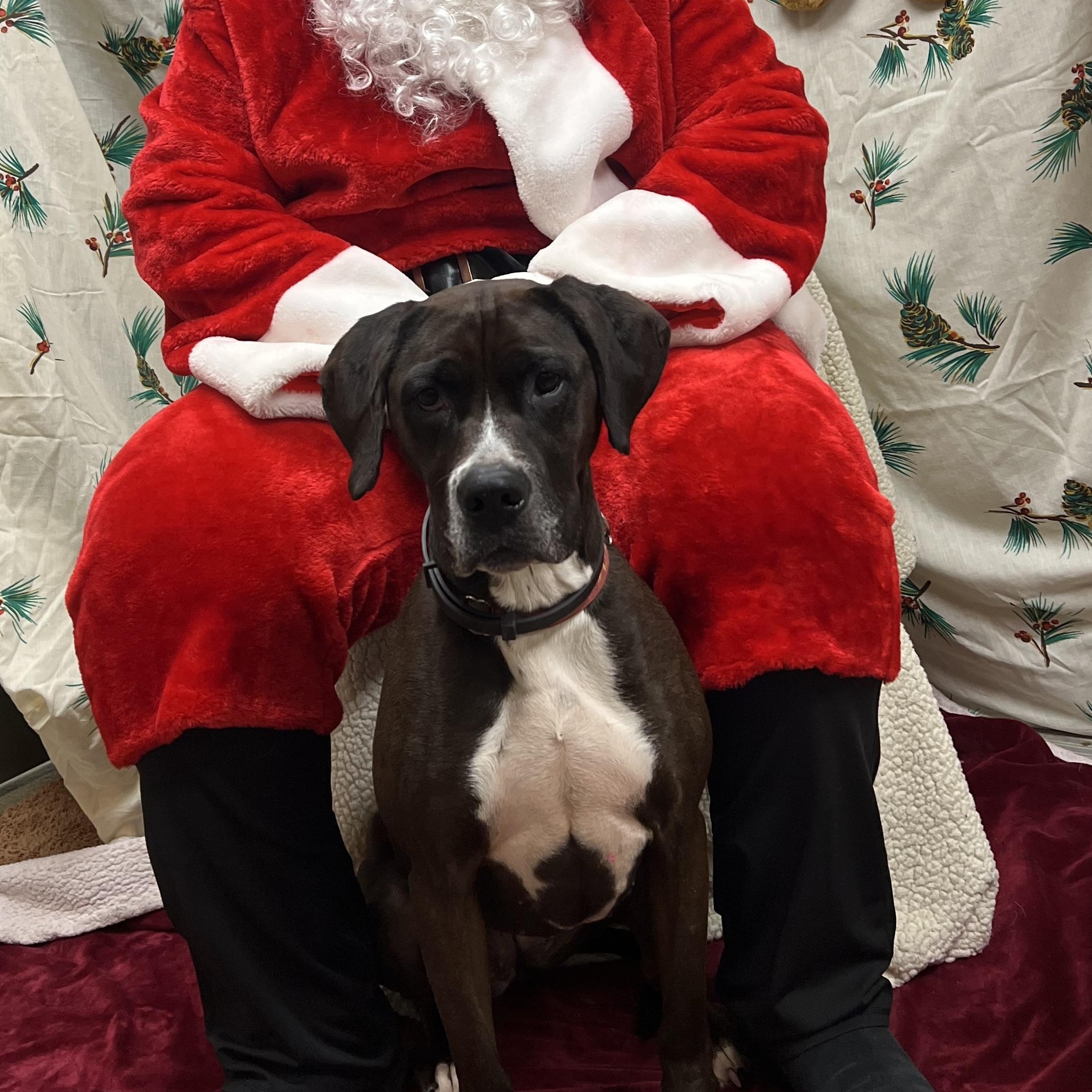 Enlarge Mina, a Adoptable mixed breed in Montville, NJ image 4/5