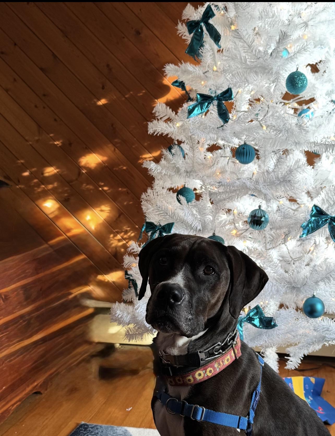 Enlarge Mina, a Adoptable mixed breed in Montville, NJ image 5/5