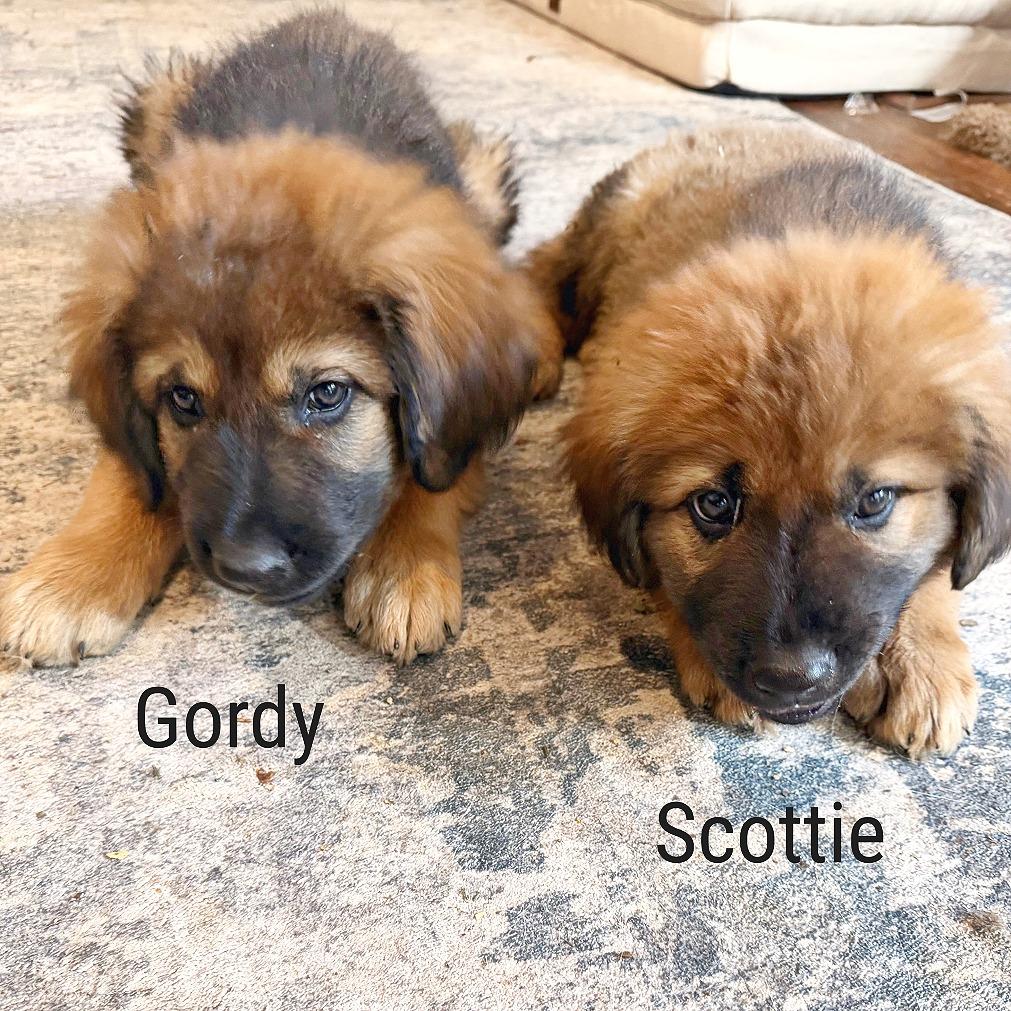 Gordy, Adoptable, Puppy Male German Shepherd Dog & Great Pyrenees.