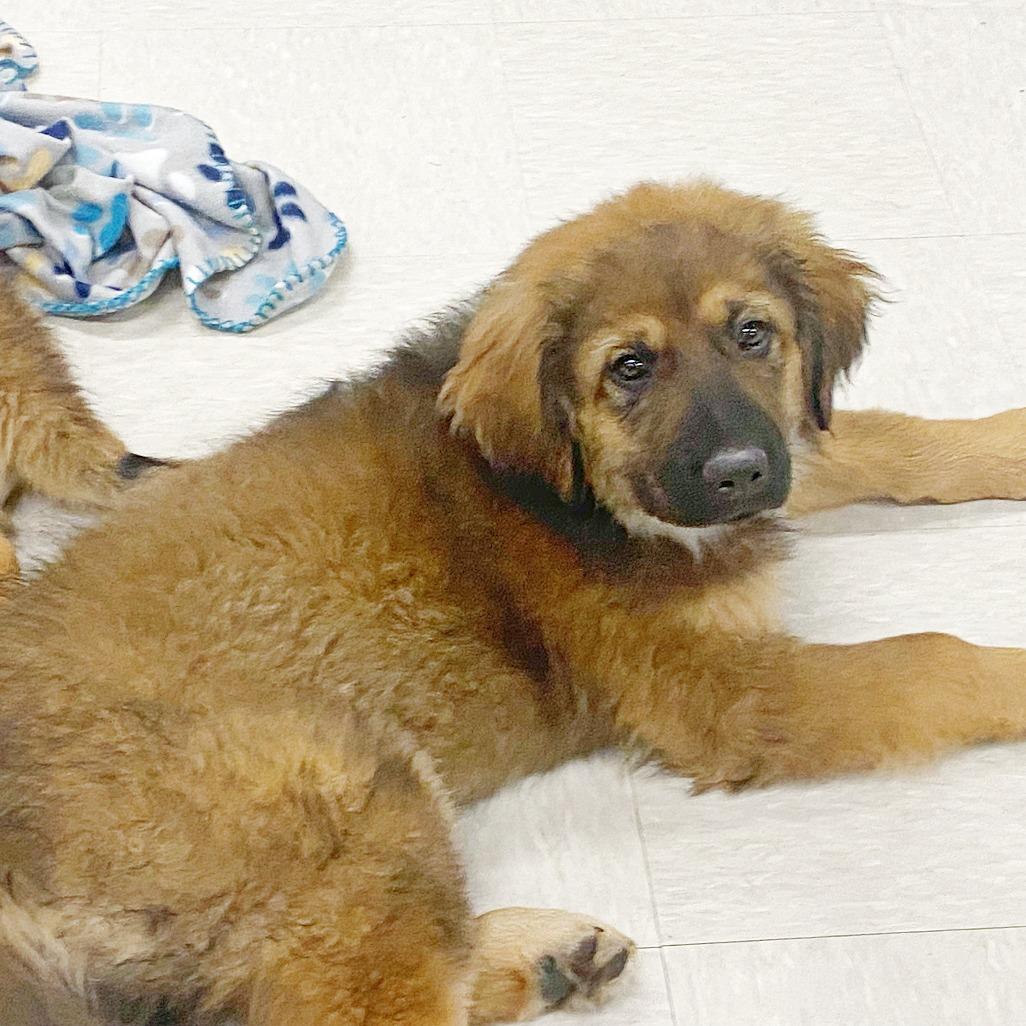 Enlarge Gordy, a Adoptable mixed breed in Flower Mound, TX image 4/4