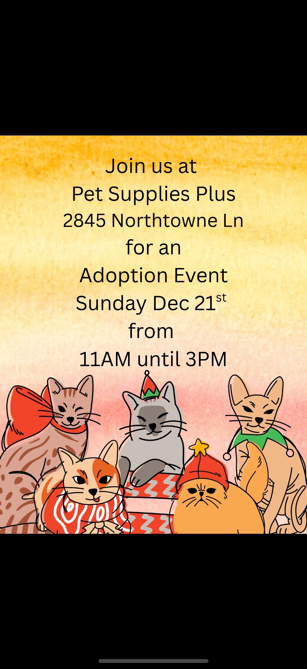 ADOPTION EVENT SUNDAY, ADOPTABLE, Young Female Domestic Medium Hair.