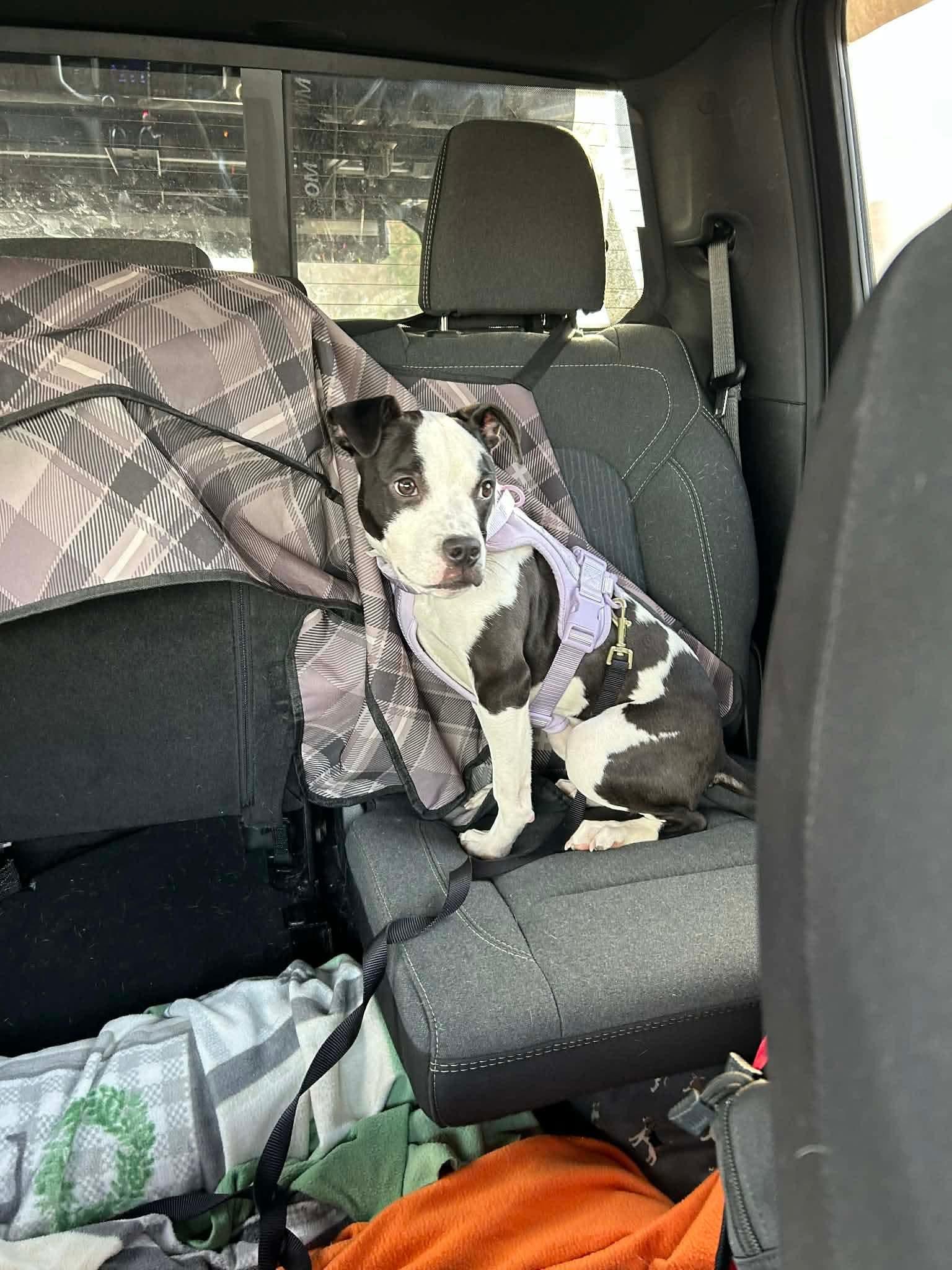 Enlarge Stormy, a Adoptable Mixed Breed in Glenmoore, PA image 1/3