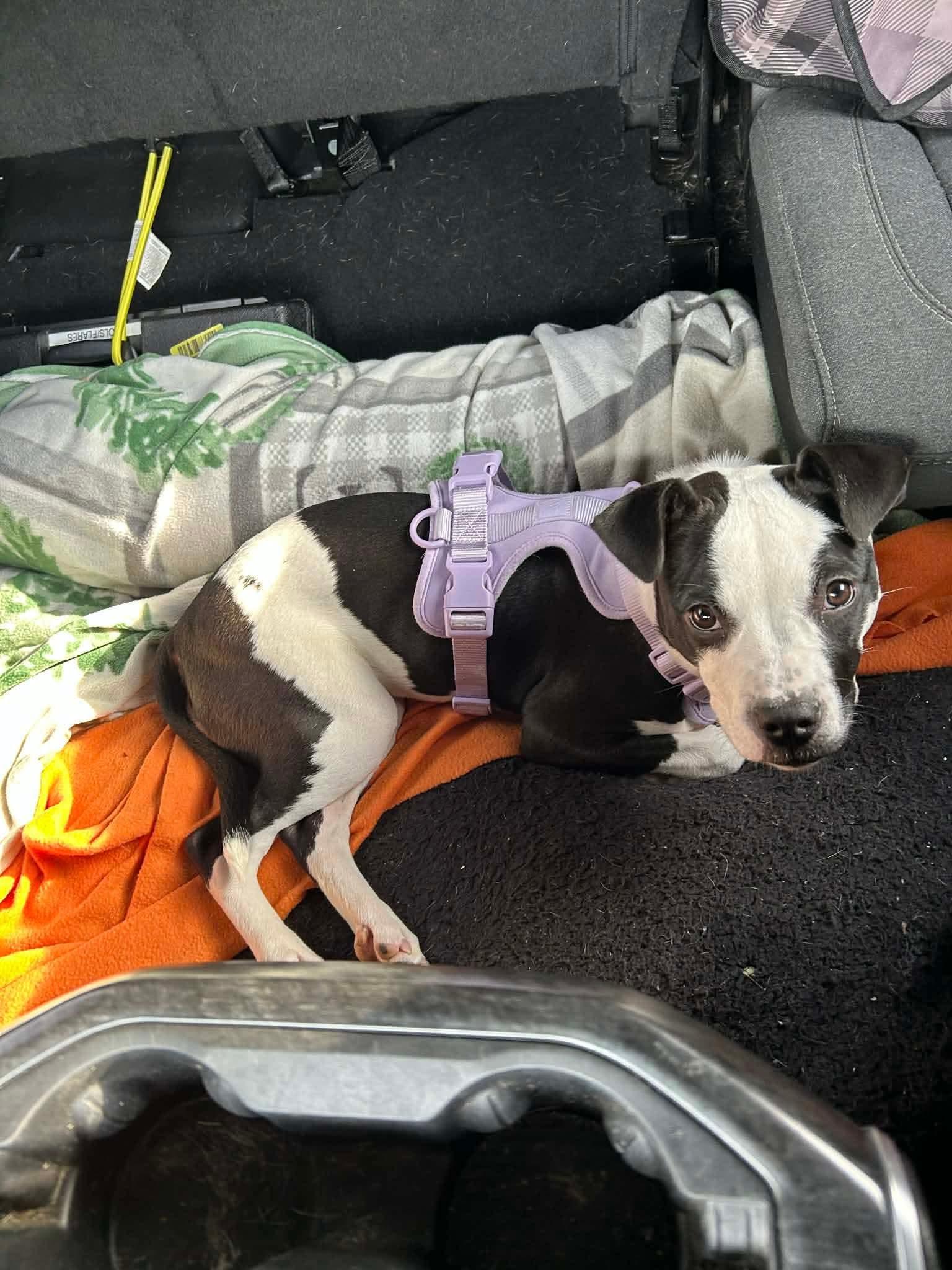 Enlarge Stormy, a Adoptable Mixed Breed in Glenmoore, PA image 2/3