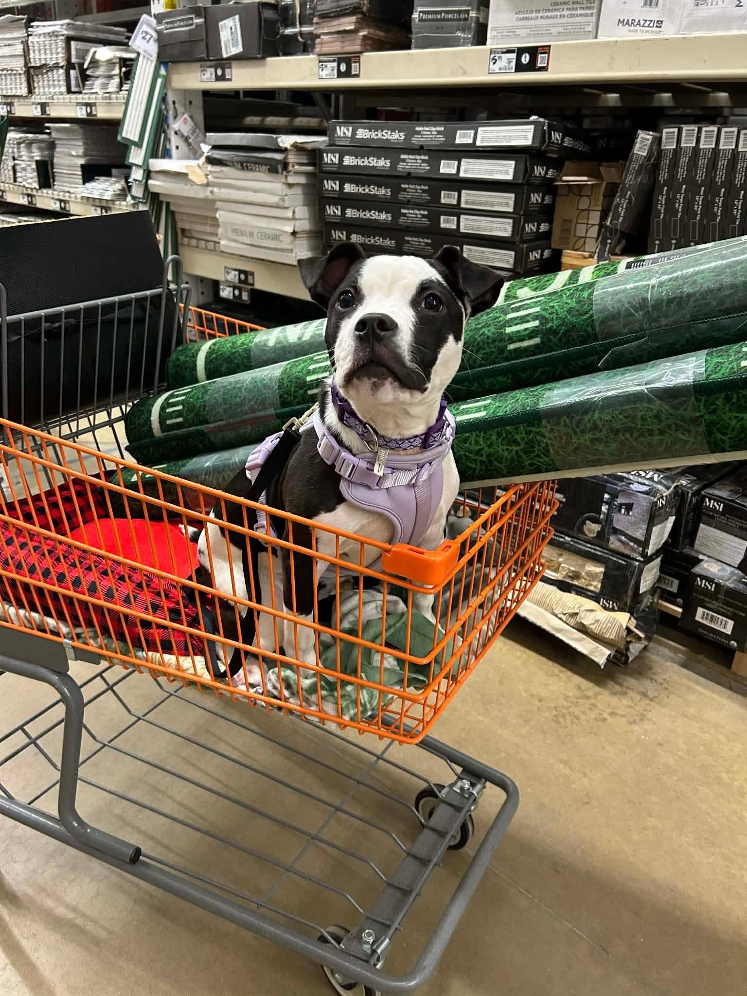 Enlarge Stormy, a Adoptable Mixed Breed in Glenmoore, PA image 3/3